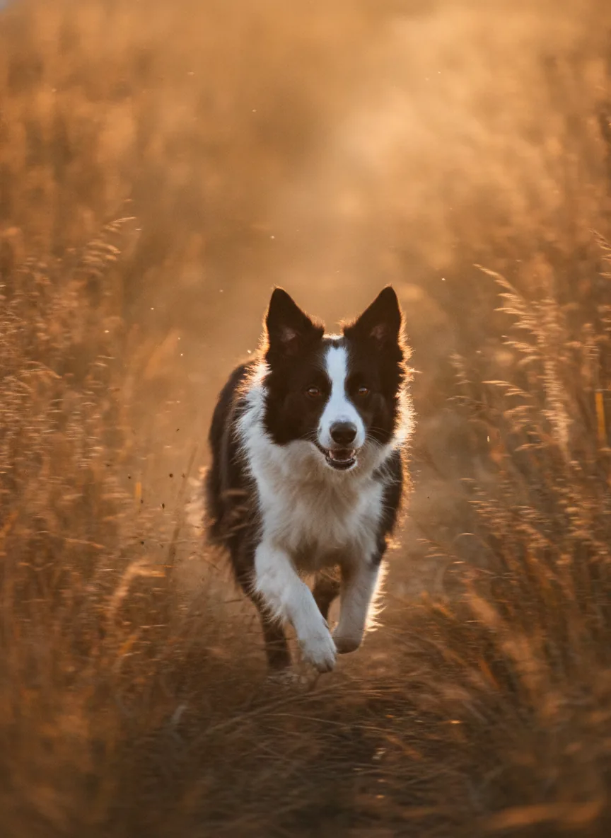 Border collie mid-run through tall grass at golden hour, motion blur in the grass, sharp eyes, backlit
